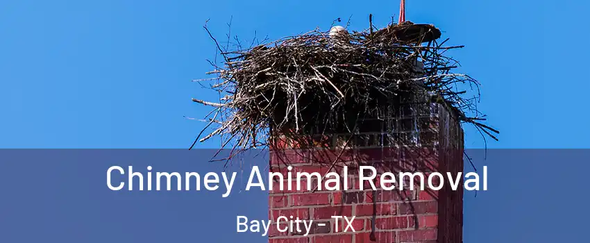  Chimney Animal Removal Bay City - TX