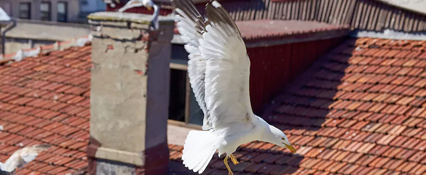 Residential Chimney Animal Removal Solution in Bay City, TX