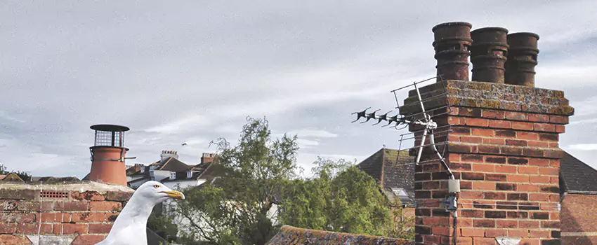 Chimney Cleaning And Restoration in Bay City, Texas